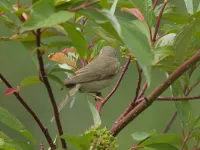 Noordse fitis [Phylloscopus trochilus acredula]